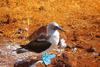 A Blue-Footed Booby standing on a lava rock.