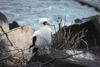 A Nascar Booby (Masked Booby) on Espanola Island.