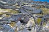Marine Iguanas are unique to the Galapagos archipelago, where they inhabit almost all of the islands; the largest colonies may be found in Punta Espinosa on Fernandina Island.