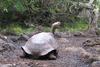 Diego, an Espanola Tortoise at the Charles Darwin research station on Santa Cruz Island, was returned to the Galapagos in 1977 from the San Diego Zoo in California, where he had lived since the 1930s.