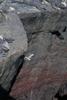Marine Iguanas and a Lava Lizard on Fernandina Island.
