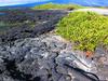 Marine Iguanas camouflaged against lava rocks.