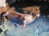 A Galapagos Fur Seal relaxing in clear water.