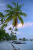 Palm trees and beaches in Bora Bora.