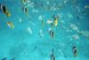 Yellow tang at Rangiroa, Tuamotu Islands.