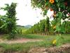 Vineyards along the Alsatian Wine Route.