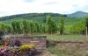 Vineyards along the Alsatian Wine Route.