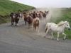 A roundup of Icelandic horses.