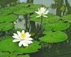Lotus blossoms.