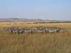 Zebra Herd in Masai Mara National Reserve.
