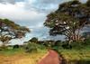 Distinctive acacia trees line the dirt road carved out by safari vehicles in the Masai Mara National Reserve. Beautiful scenery, gentle rolling grasslands, and an abundance of wildlife define this unique region of the world.