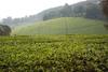 A view of the Kiambethu tea farm in Limuru. 