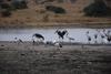 Ibis and storks in Nairobi National Park.