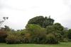 Flowering bushes at the Kiambethu tea farm in Limuru.