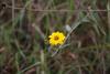 A yellow daisy in field close to Lake Naivasha.