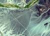 The Nasca Lines, located in the desert coastal plain of Peru 400 km south of Lima, were first observed in the 1920s when commercial airlines began operating in the area. Clearly seen from the air, the Lines were made by removing the iron-oxide coated pebbles which cover the surface of the desert. The lighter shade of the exposed ground contrasts with the color of the gravel. South of the Nasca Lines, archaeologists have now uncovered the lost city of the Line-builders. Known as Cahuachi, it was built nearly 2,000 years ago and was mysteriously abandoned 500 years later.
Image courtesy of NASA.
