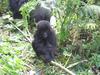 Baby Mountain Gorilla, Volcanoes National Park.