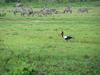 Crane in front of a herd of zebras at Arusha National Park.