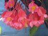 Hanging blossoms.