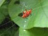 Red and black thorn spider.