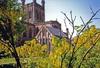 Laburnum trees in bloom around Chester Cathedral, England. The cathedral dates back to 1093 and has a free standing bell tower added in the 20th century. The church has been altered many times as attested to by examples of Norman, Early English Gothic, and Perpendicular Gothic styles of architecture. There may have been a Christian basilica on the site during the Roman era.