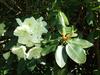 White rhododendron blossoms at the Royal Botanic Gardens at Kew, England.