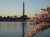 Cherry blossoms along the Tidal Basin in Washington, DC; the Washington Monument looms in the background.