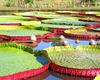At the Kenilworth Aquatic Gardens in Washington, DC.
