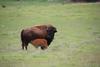 A bison and her calf on a farm near Post Falls, Idaho.
