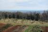 A section of the plantation's prolific vegetable and herb gardens and apple, peach, cherry, and several other orchards overlooking a view of Charlottesville, Virginia.