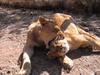 Frolicking lions in a reserve in Harare.